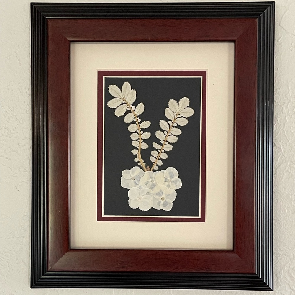 Dried, Pressed Flower Wall Art. Dried White Hydrangea With Dried Fern